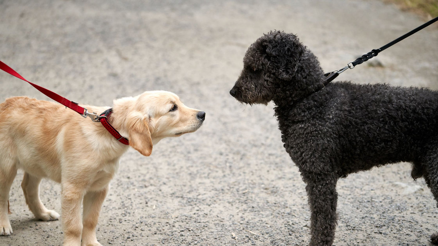 Hands-Free Dog Leashes vs. Traditional Leashes: Which is Right for You?