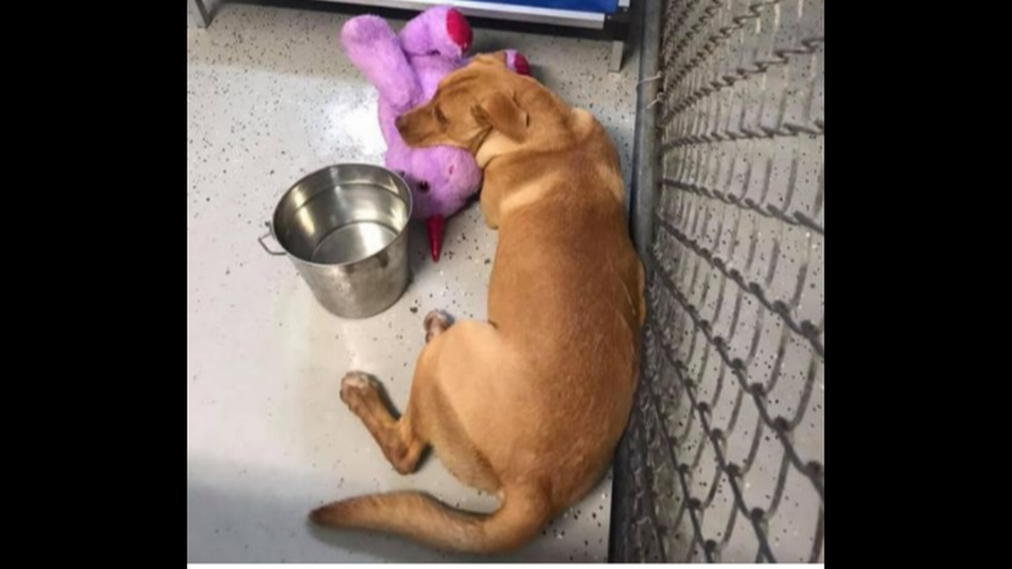 Determined Stray Dog Tries 5 Times to Steal a Stuffed Unicorn From NC Dollar General