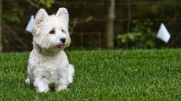 How to Train Your Dog on an Invisible Fence