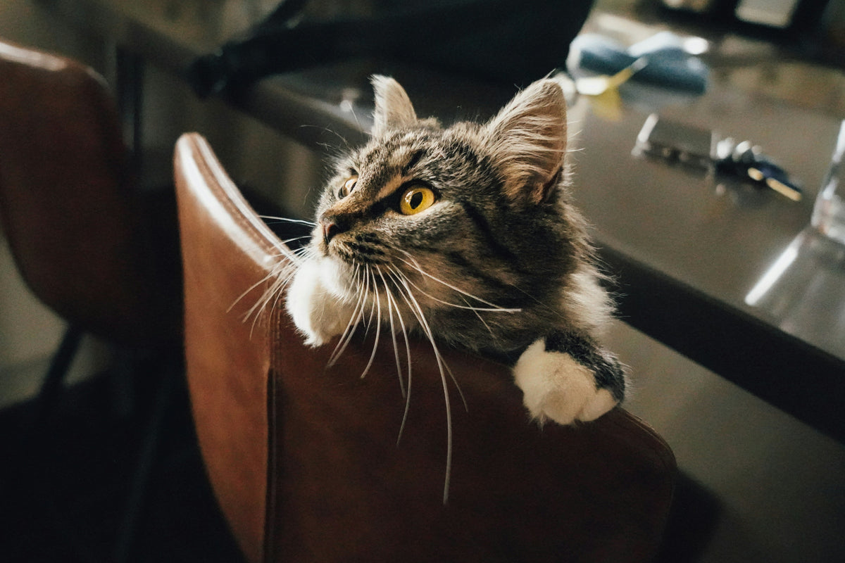 Why Do Cats Get the Zoomies at 3 A.M.? Understanding Late-Night Feline Madness
