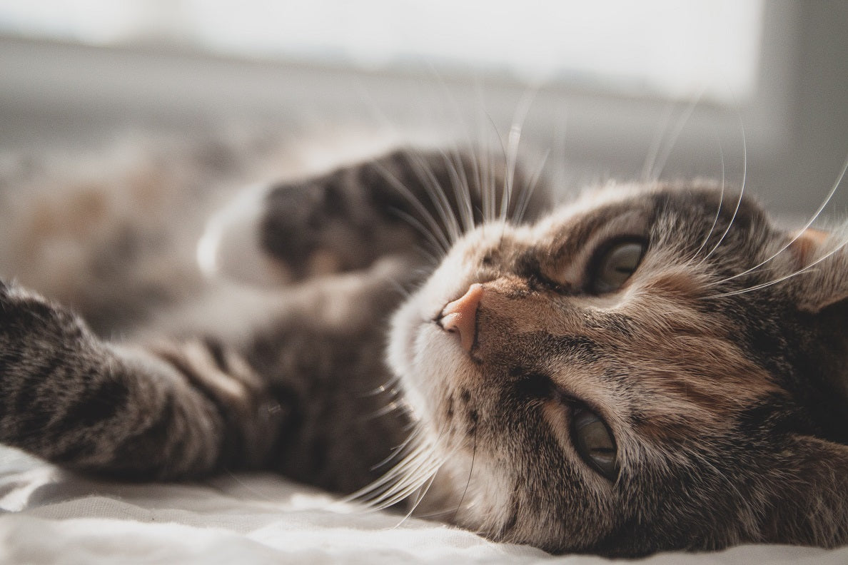 5 Reasons Why Cats Are Awesome Companions