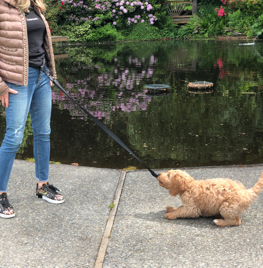 Dog leash, dog hands free, hands free dog leash, harness, harnesses, dogs, leashes, hands free trainer, walking, dog walking, puppy training, puppies, running, dog running, dog accessories, pet accessories, dog exercise, waist belt, dog belt