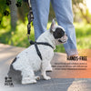 The Buddy System Accessories for Our Dog Leashes Made in USA (Small Dog Black, Retractable Leash)